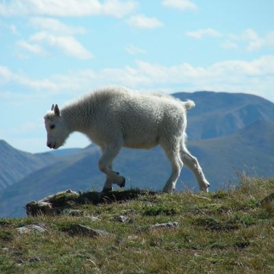 AU08  Glacier Mountain Goat